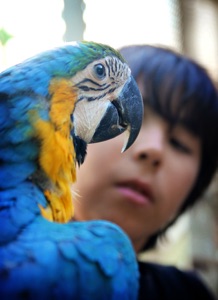 blue and gold macaw